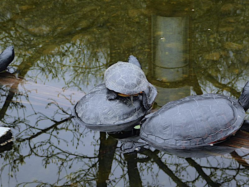 Spring is Vibrant at the Cold Spring Harbor Fish Hatchery
