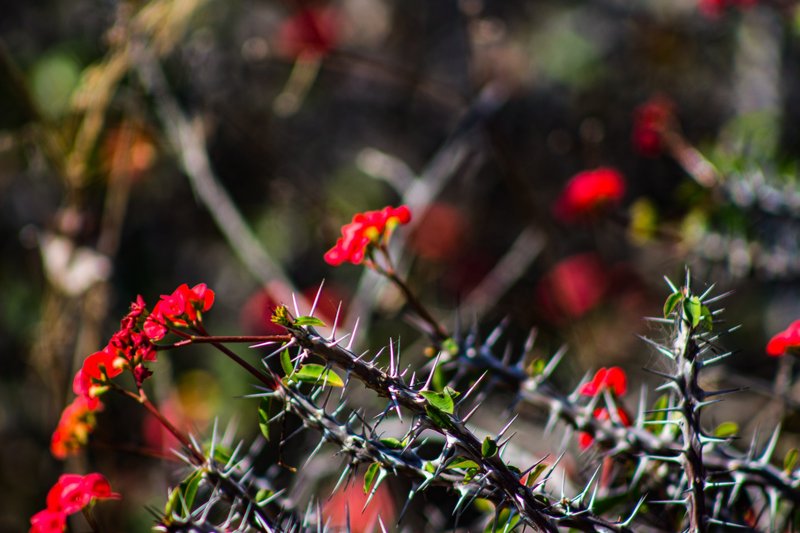A little bit of nature