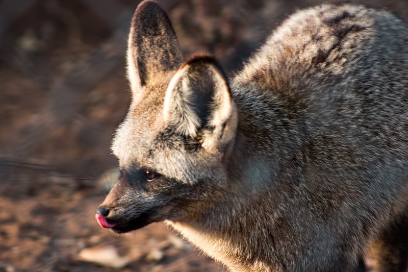 Just a little fox