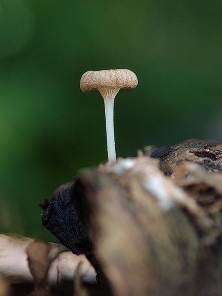 FungiFriday: Finding Wild Tropical Mushrooms in Sumatra