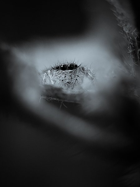 Monomad: The Jumper with Photochromic Eyes