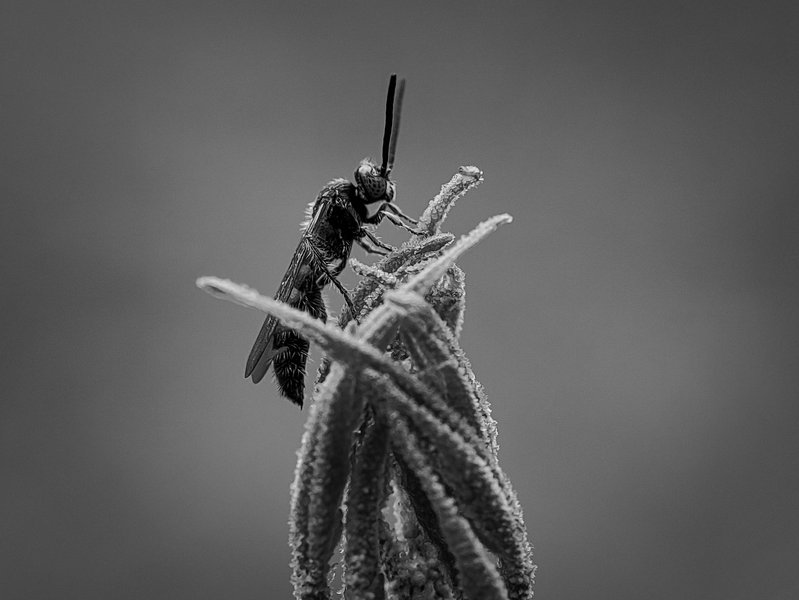 Monomad: Unrelated Pollinators