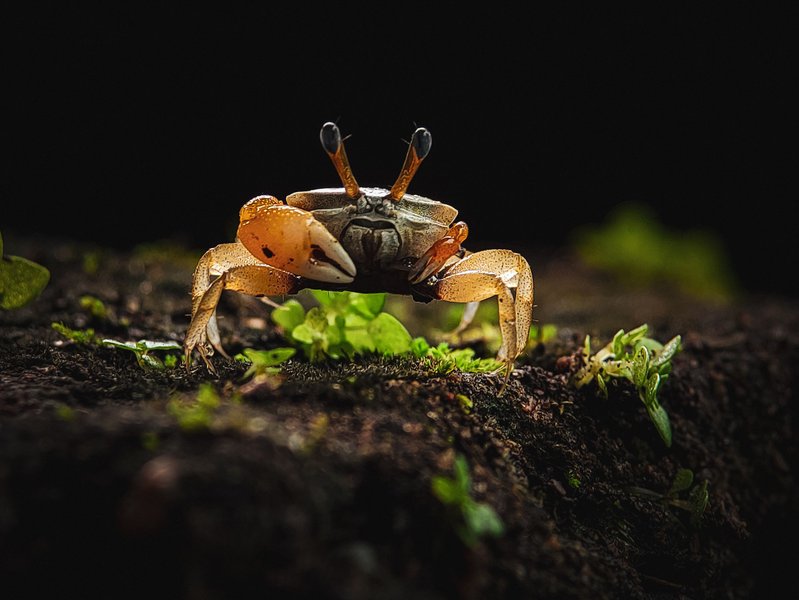 Compressed Fiddler Crab (Tubuca coarctata)
