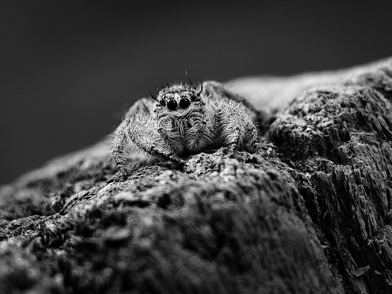Monomad: Chubby Hyllus
