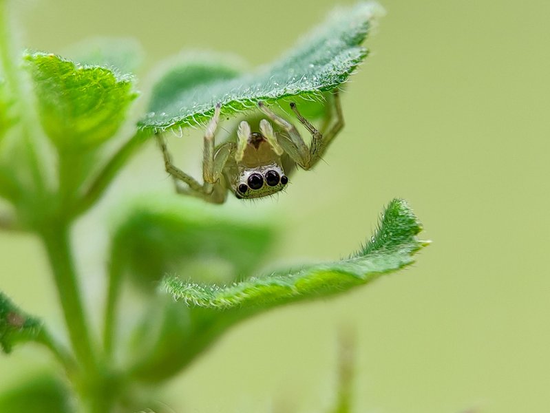 Phintella bifurcilinea