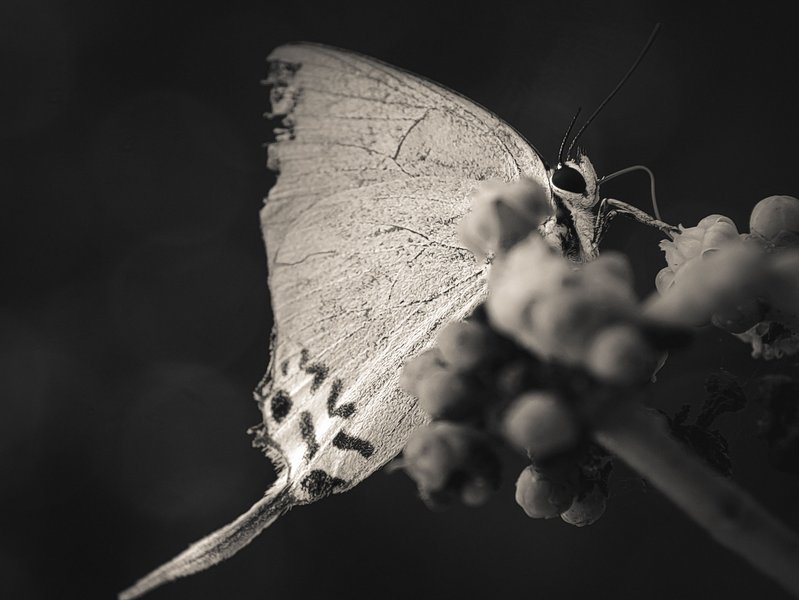 Monomad: An Old Common Imperial 