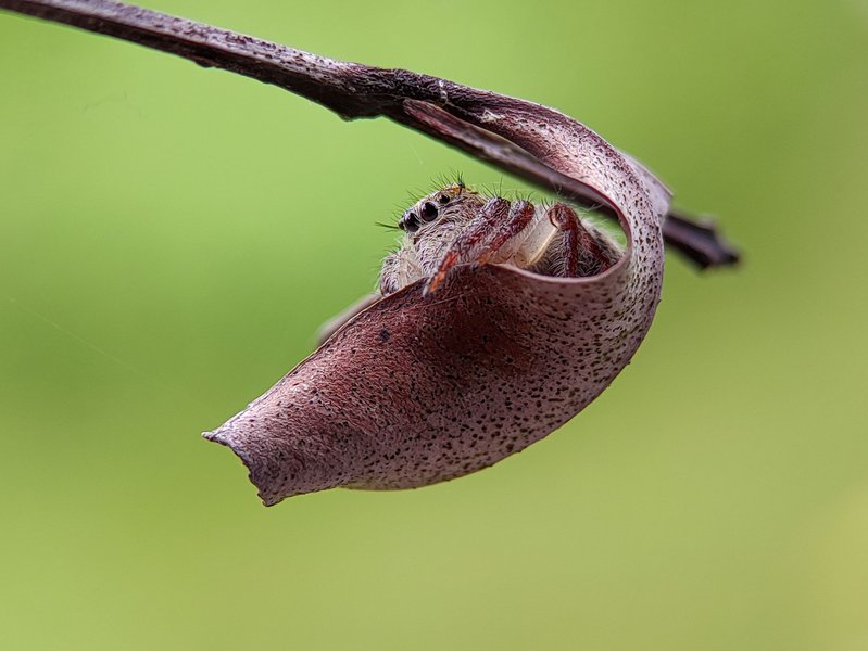 Female Juvenile Hyllus diardi