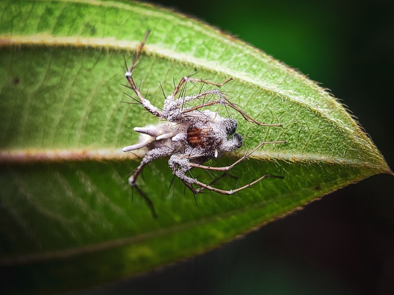 Zombie Lynx Spider: Infected with Entomopathogenic Fungus