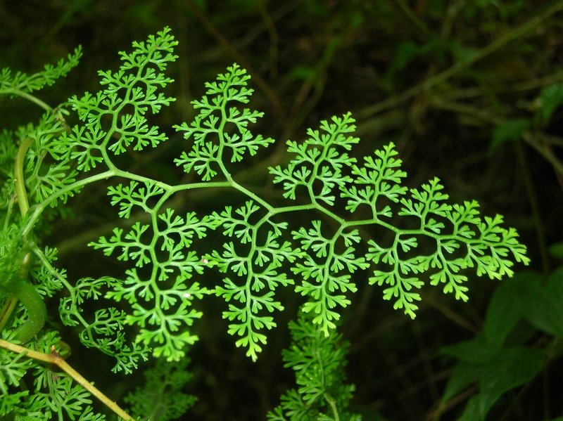 The Fractal Nature of Life: How the Steem hostile takeover mimics the current world conditions