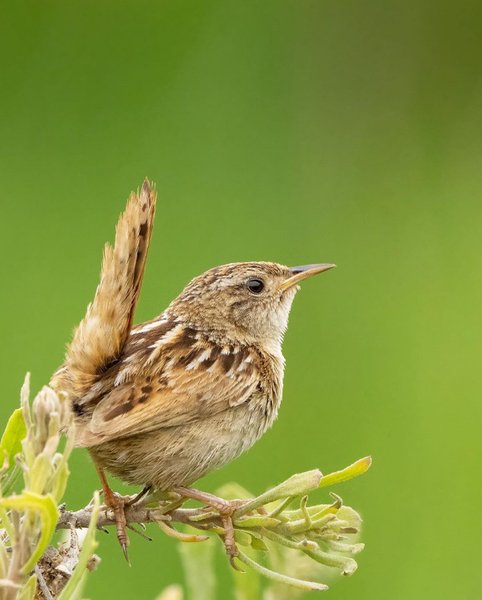 Sedge Wren Bird Photography 