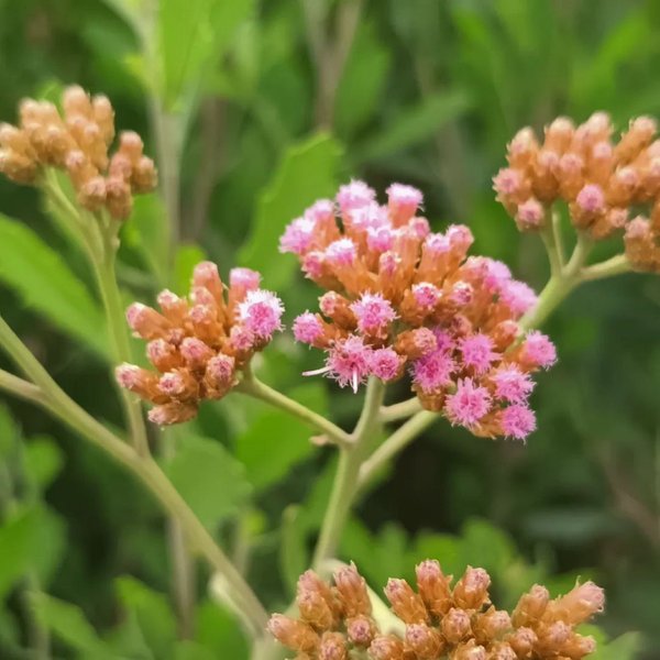 Pluchea Indica Flower and Plant Photography