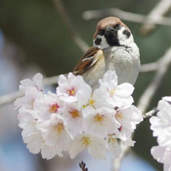 Sparrow is Sitting on the Branch of a Cherry Blossom Tree