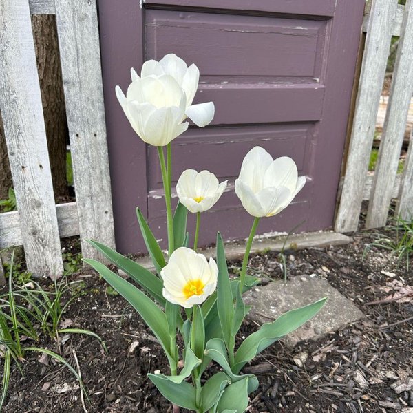 White Garden Tulip Flower Photography