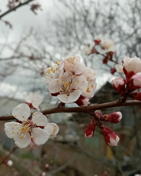 Apricot Blossom Flower Photography