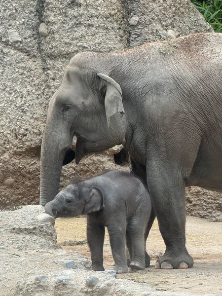 A day in ZOO 