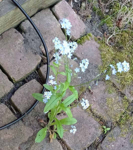Spring Garden Journal - My Favourite Flowers Turned Up