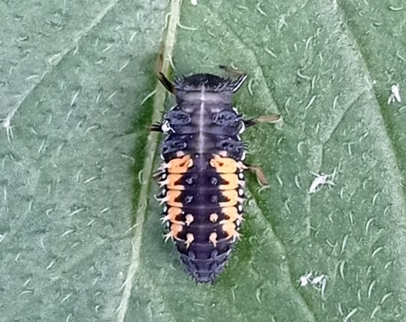 Garden Journal - Ladybirds To The Rescue !