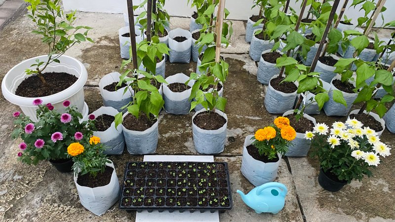 Meet Newcomers In The Garden