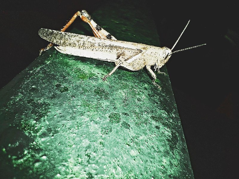 A one leg Grasshopper 🦗😮‍💨