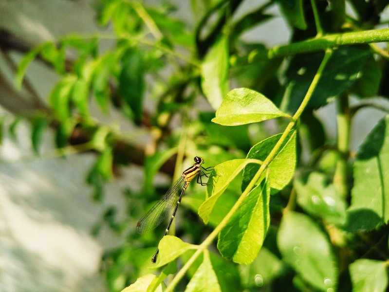 Damselfly: A flying insect 👀😉