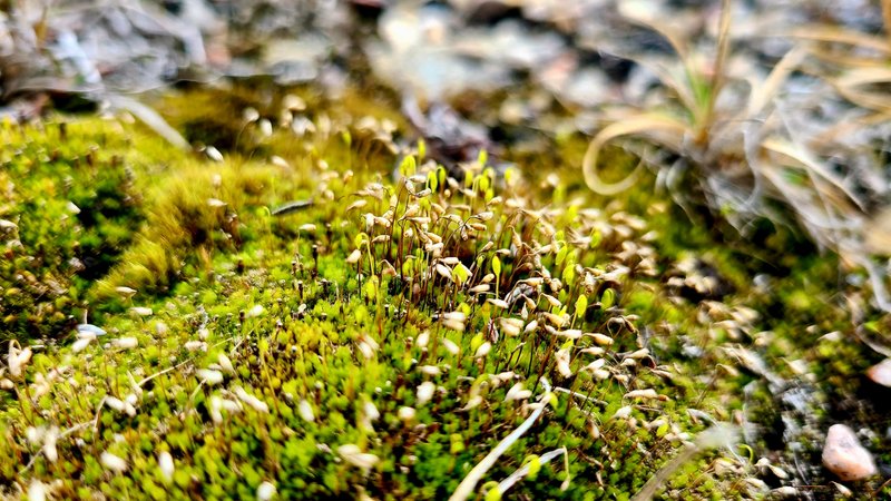 Hive Stock Photography - Moss - Set 1