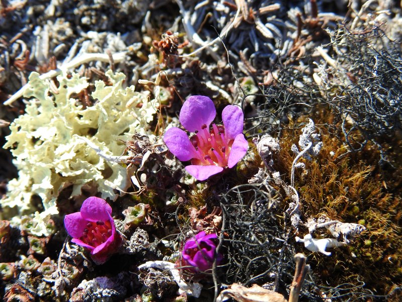 Hive Stock Images - Purple Saxifrage - Saxifraga oppositifolia - Purple Flower