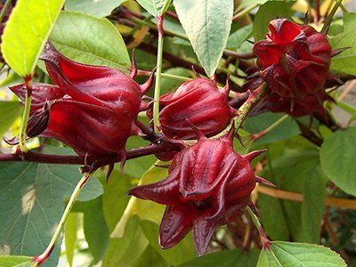 ROSELLE:  a Rich, Red, Herbal Powerhouse for Wound Healing and Weight Management 