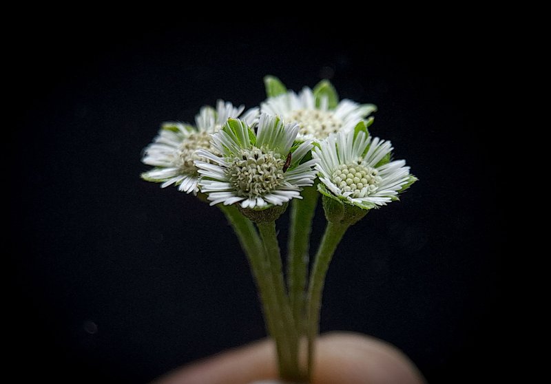 Photography Lovers: the unnoticed grass flower
