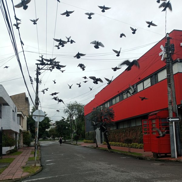 Bogotá 1:1