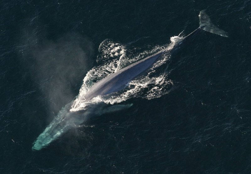 Interesting Anatomical Fact About Blue Whales