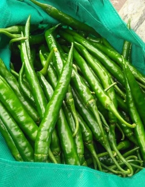 A fruit that is often used as a spice and a vegetable that is rich in health benefits. Cabai Hijau / Green Chili