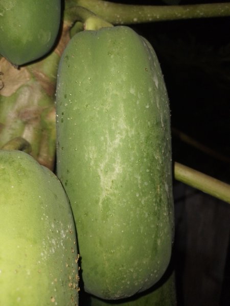 A fruit-bearing plant that is rich in benefits. Pepaya / Papaya / Carica papaya