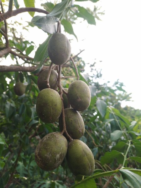 Plants with fruits that are very beneficial for health. Kedondong / Ambarella / Ataheitte Apple / Great Hot Plum