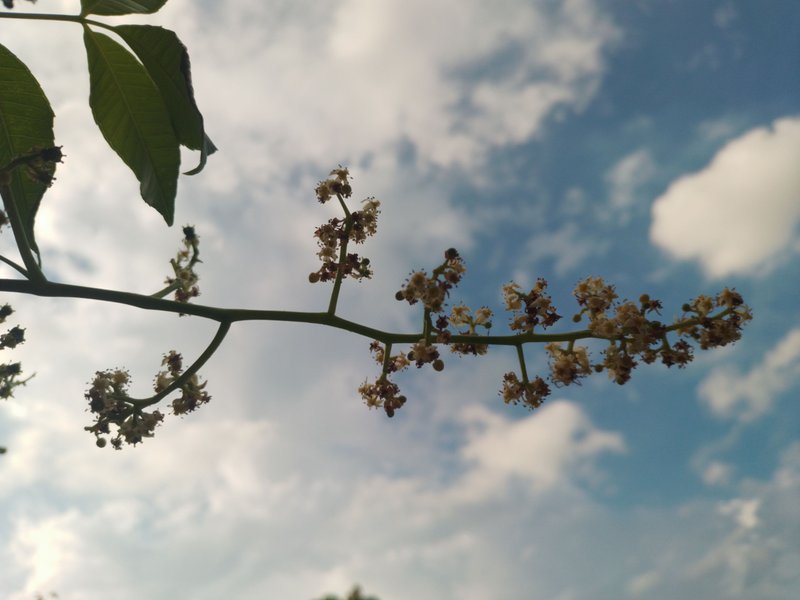 Flowers and pistils of Spondias dulcis fruit that thrives in the yard.