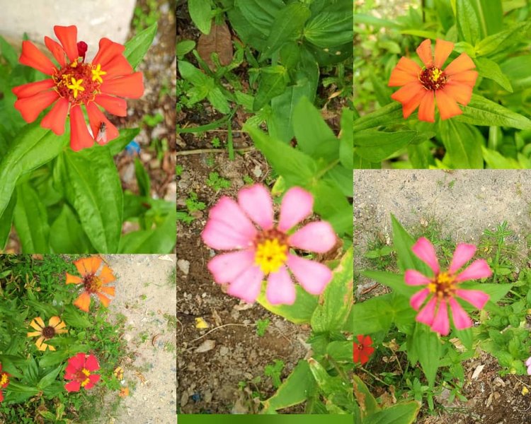 Phone Photography Contest  N° 63; Beautiful flowers Coqueta in the garden (Eng - Esp)