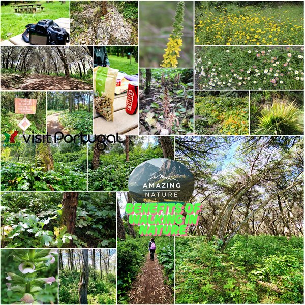 Benefits of walking in nature🦎🏔️ / Beneficios de caminar en la naturaleza (En-Es)🧭🌍