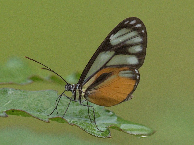 Ithomia jucunda