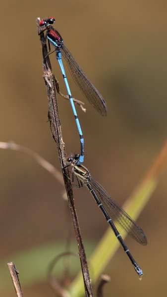 Genus Argia