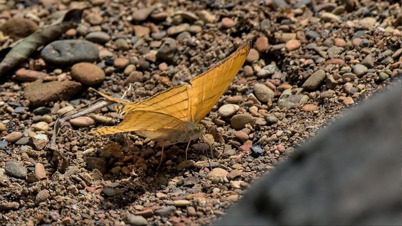 Marpesia berania Orange Daggerwing