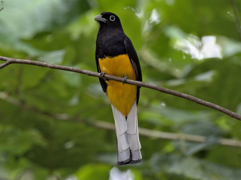 Trogon chionurus White-tailed Trogon