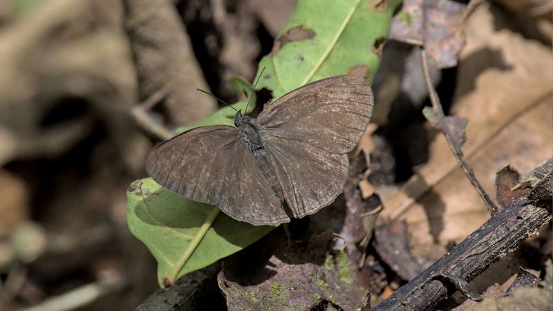 Genus Hermeuptychia