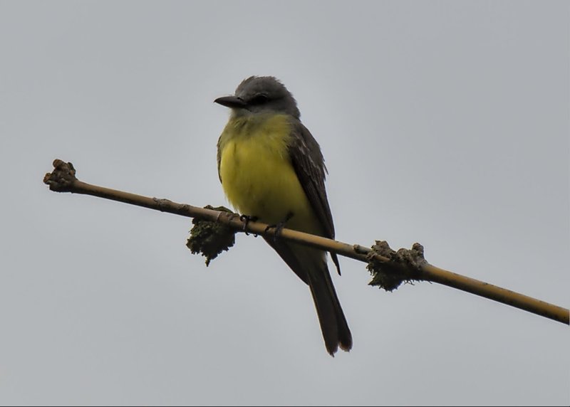 Tyrannus melancholicus Tropical Kingbird