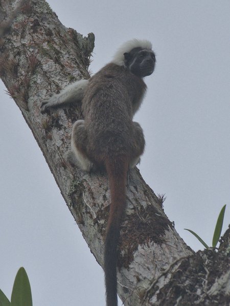 Saguinus oedipus Cotton-headed Tamarin