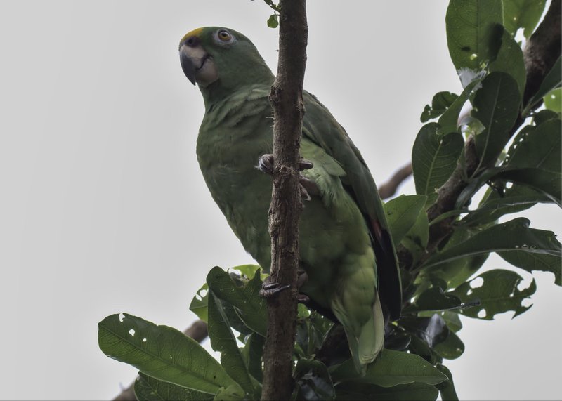 Amazona ochrocephala Yellow-crowned Amazon