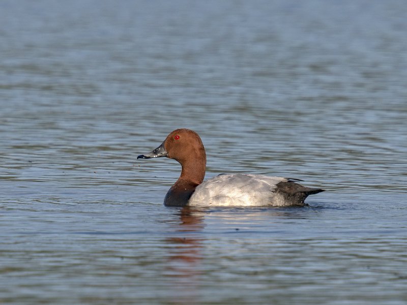 The common pochard