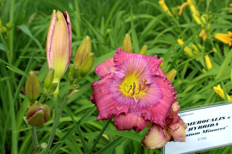 Music and Flowers