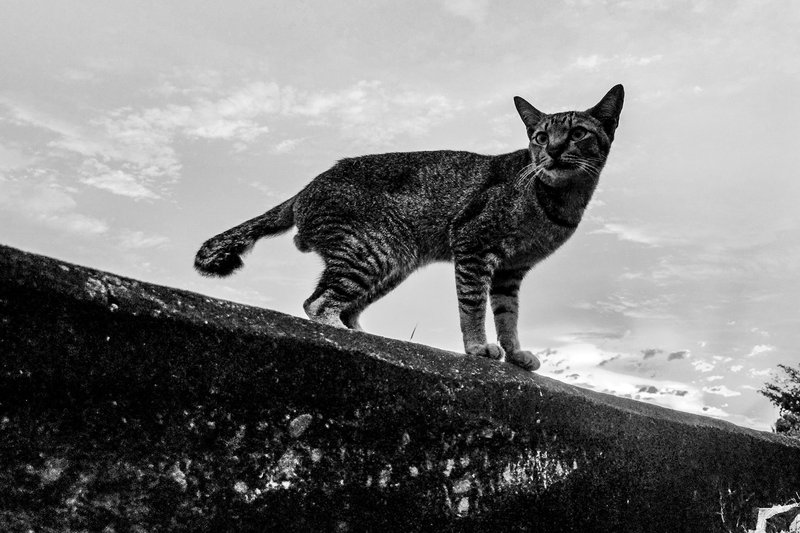 The Visual Monomad Photographic Challenge My Entry #422 - Visual of Tame Stray Cats, Portrait of Ownerless Cats