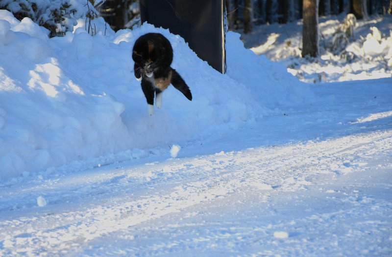 Picasso and a lot of snow