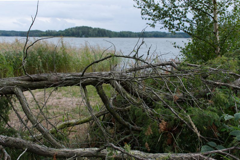 Fallen tree