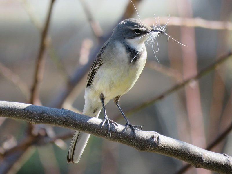 FEATHERING A NEST